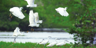 Joining the Fight to Preserve Biological Diversity